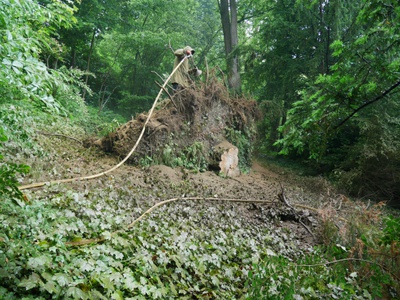 Wurzelraum