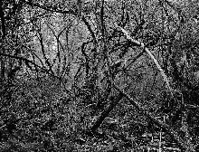 Landschaft-2 _10_72_tollerian.jpg