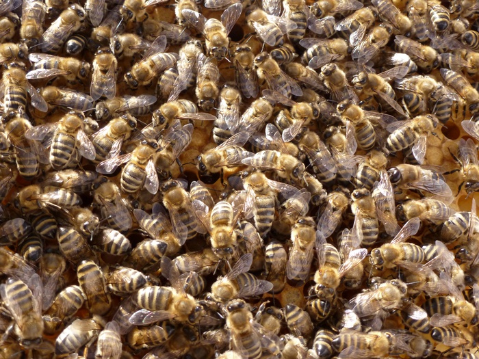 Bienen