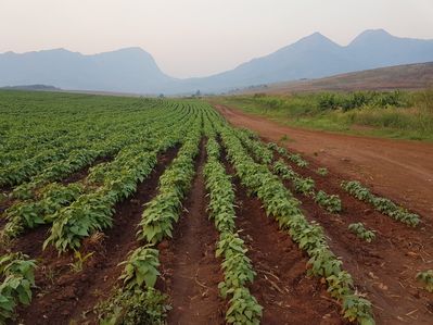 The Landmatrix versucht, Transparenz in den globalen Landhandel zu bringen.  Aufnahme eines Sojafelds im Nacala-Korridor, Mosambik, einem der wichtigsten Zielgebiete für internationale landwirtschaftliche Großinvestitionen in Afrika.